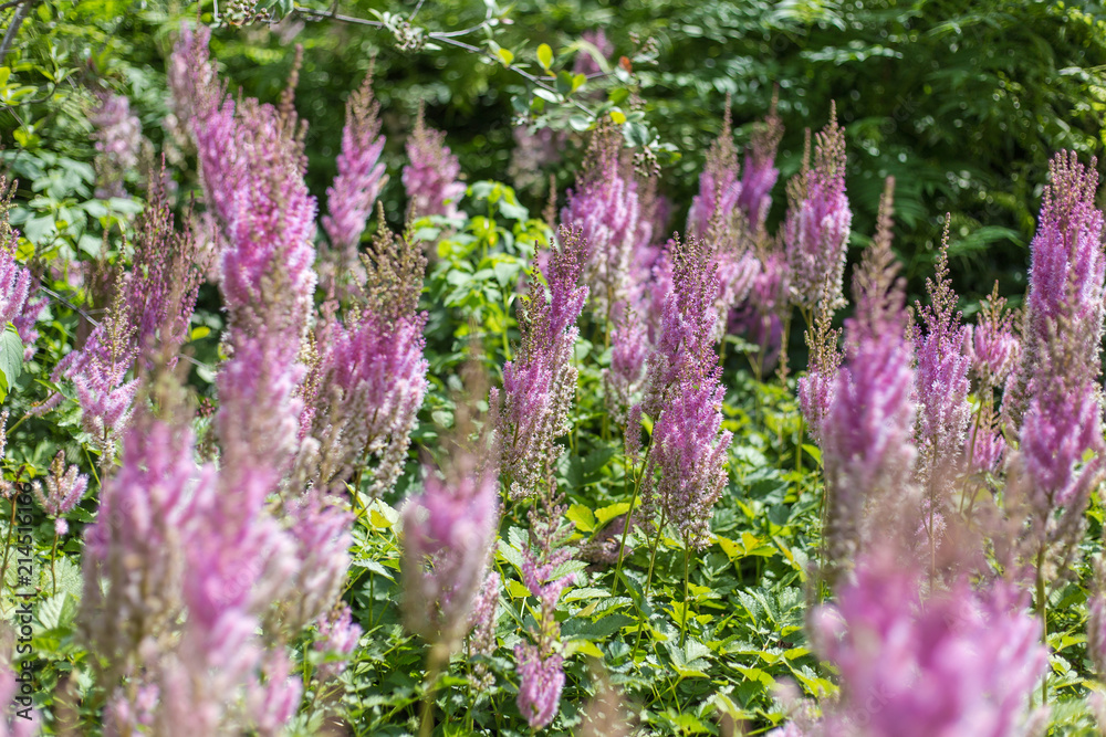 Obraz premium Magenta stalks on green