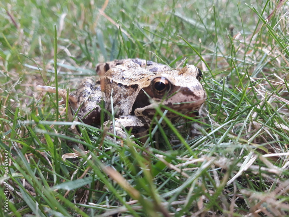 Fototapeta premium Grenouille des champs