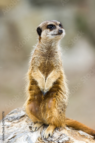 Inquisitive Meerkat