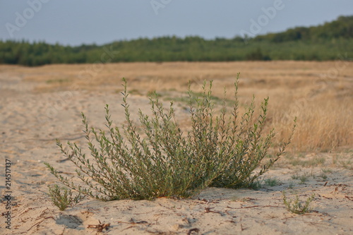 Mały krzaczek na Pustyni Błędowskiej, w tle piaszczysta łach, sucha rawa zarastająća pustynię, nieostre, na horyzoncie zielony las