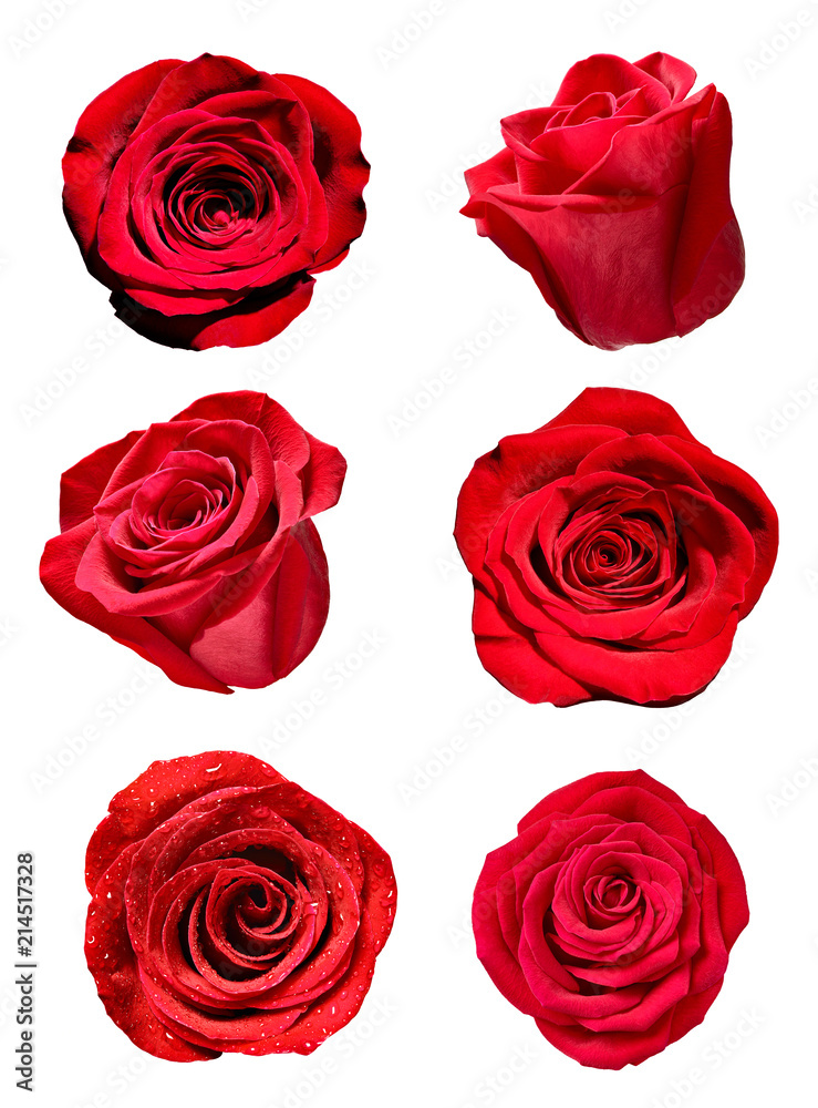 Fototapeta premium flower rose petal blosspm background