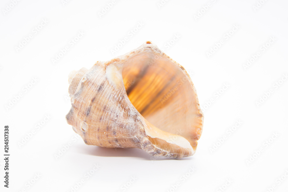 Sea shell on white background. Shells