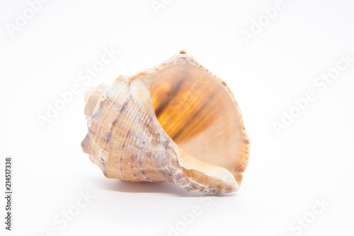 Sea shell on white background. Shells