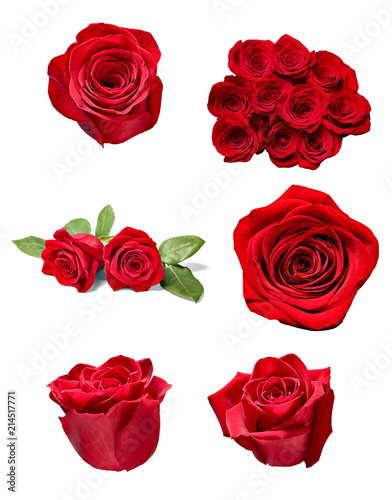 flower rose petal blosspm background