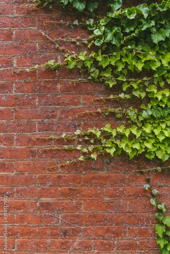 Green plants on a red brick wall