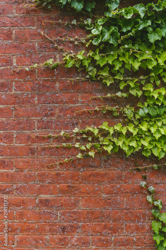 Green plants on a red brick wall