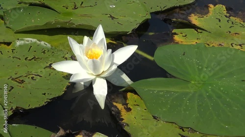 Beautiful white water lily (Nymphaea alba) flowers on the water surface in the lake, Kugurluy, Ukraine. A plant listed in the Red Book of Ukraine photo