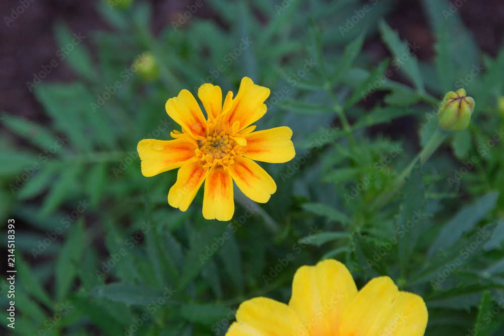 marigold marigold