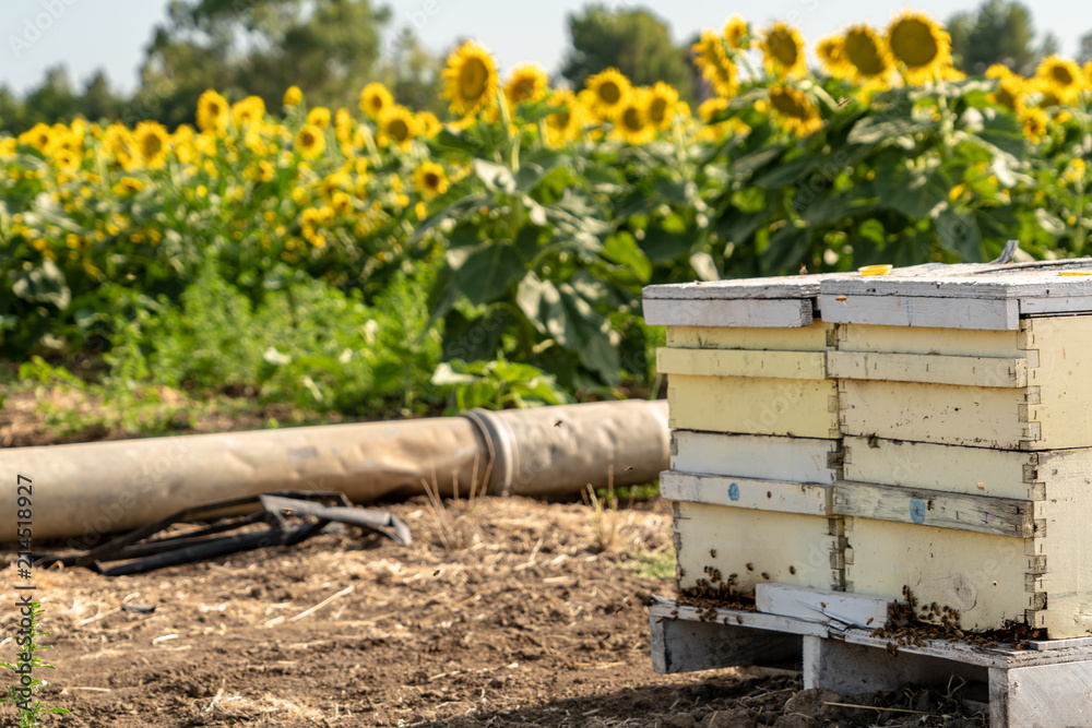 bees and sunflowers bees and sunflowers