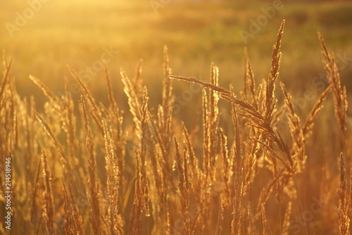 beautiful grass seed in the sunset