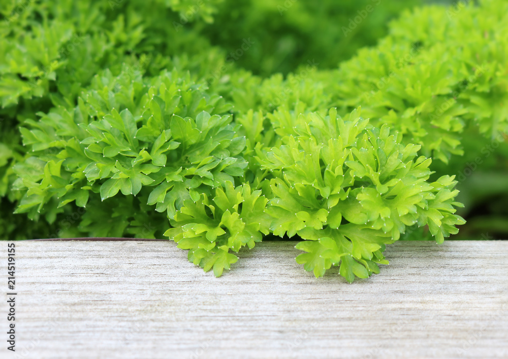 Close up of fresh parsley growing over the wooden plank of the raised herb bet its growing in. Close up of fresh parsley growing over the wooden plank of the raised herb bet its growing in.