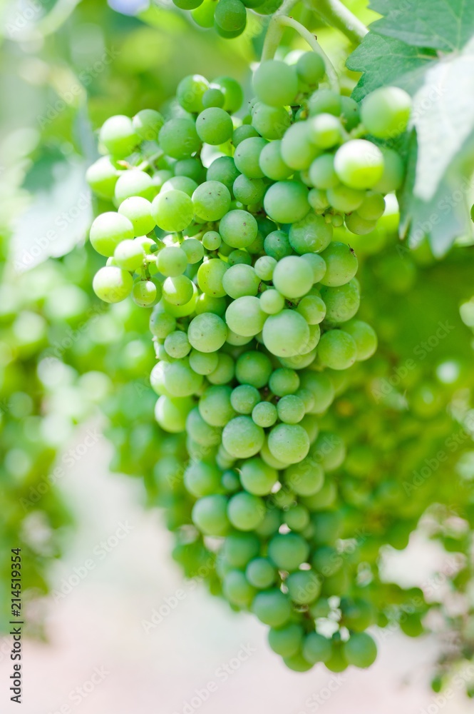 Unripe branches of green grapes in a vineyard on a summer day in southern Italy. Unripe branches of green grapes in a vineyard on a summer day in southern Italy.