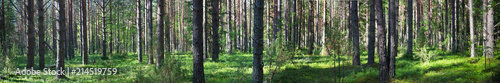 Beautiful panorama of the forest in summer. Pine forest.