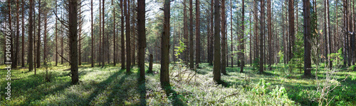 Beautiful panorama of the forest in summer. Pine forest.