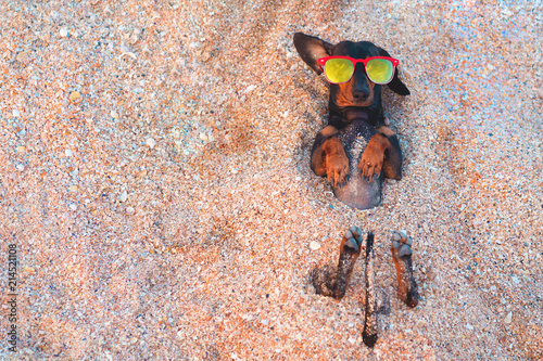 Sticker Top view  cute dog of dachshund, black and tan, buried in the sand at the beach sea on summer vacation holidays, wearing red sunglasses, turned-out ear