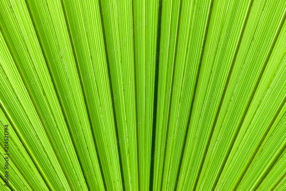 closeup palm tree leaf closeup palm tree leaf