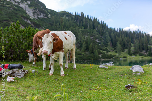 Rinder auf der Alm