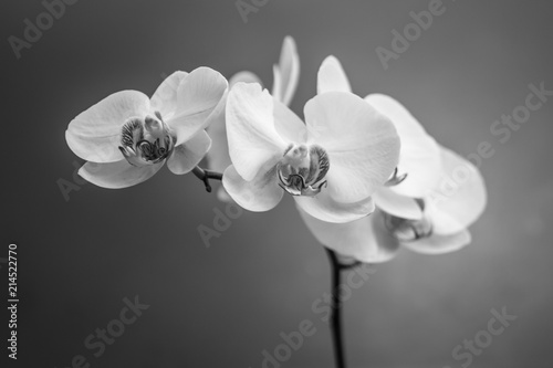 Orchid Black and White