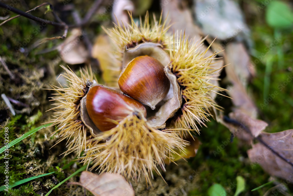 Shinny brown sweet chestnut fruits fall on the ground in its protective bur or spiny husk outer shell. Symbol of autumn season. Natural light. Shinny brown sweet chestnut fruits fall on the ground in its protective bur or spiny husk outer shell. Symbol of autumn season. Natural light.