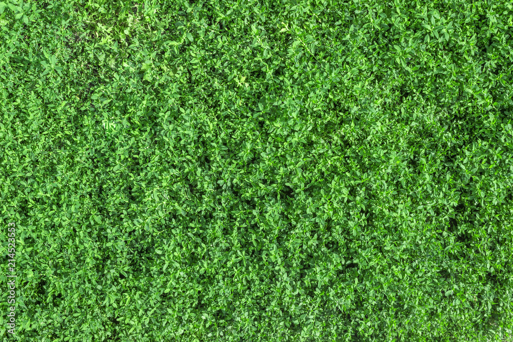 Fototapeta premium copy spaсe, green, summer grass, background