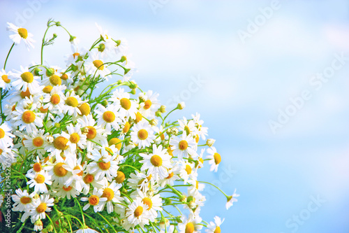 White chamomiles in bouquet on blue sky background © alexmak