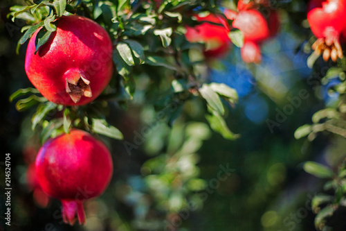 Pomegranate fruits in the sunset lit garden, with others blurred on the background and space for text