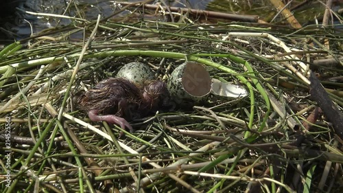 Bird nest Whiskered tern (Chlidonias hybrida) among the leaves of the water lily, from the egg hatched a chick, Lake Kugurluy, Ukraine photo