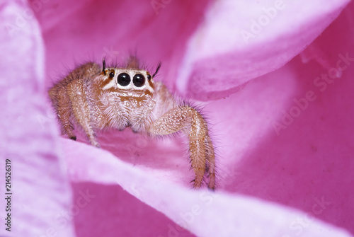 Jumping spider Thyene imperialis looking spectacular in a pink flower photo