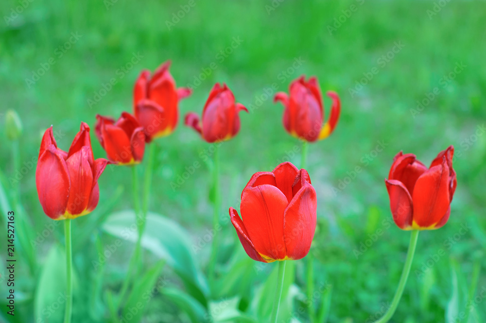 Flowers of a red tulip on a green lawn. Close-up. Flowers of a red tulip on a green lawn. Close-up.