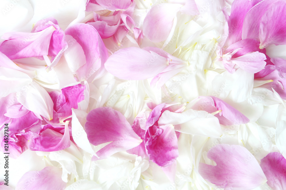 Beautiful pink and white rose and peony petals. Floral texture. Wedding or Valentines day background. Flat lay, top view.