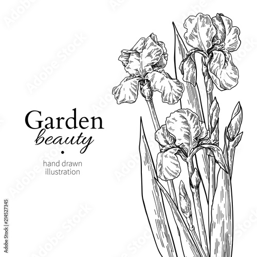 Iris bouquet. Flower and leaves drawing. Vector hand drawn engraved floral set