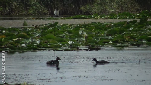 A duck black-necked grebe (Podiceps nigricollis) with ducklings floats in the lake, a male dives and catches fish and feeds ducklings, Lake Kugurluy, Ukraine photo