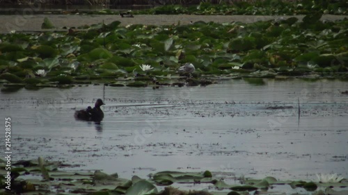 A duck black-necked grebe (Podiceps nigricollis) with ducklings floats in the lake, a male dives and catches fish and feeds ducklings, Lake Kugurluy, Ukraine photo