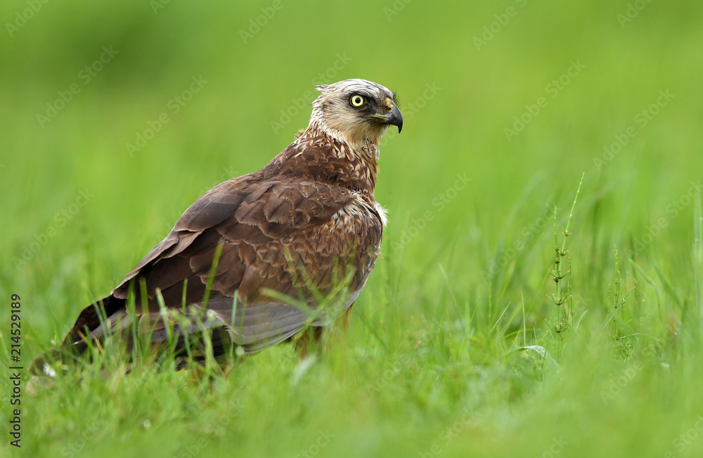 Marsh harrier (Circus aeruginosus) - male Marsh harrier (Circus aeruginosus) - male