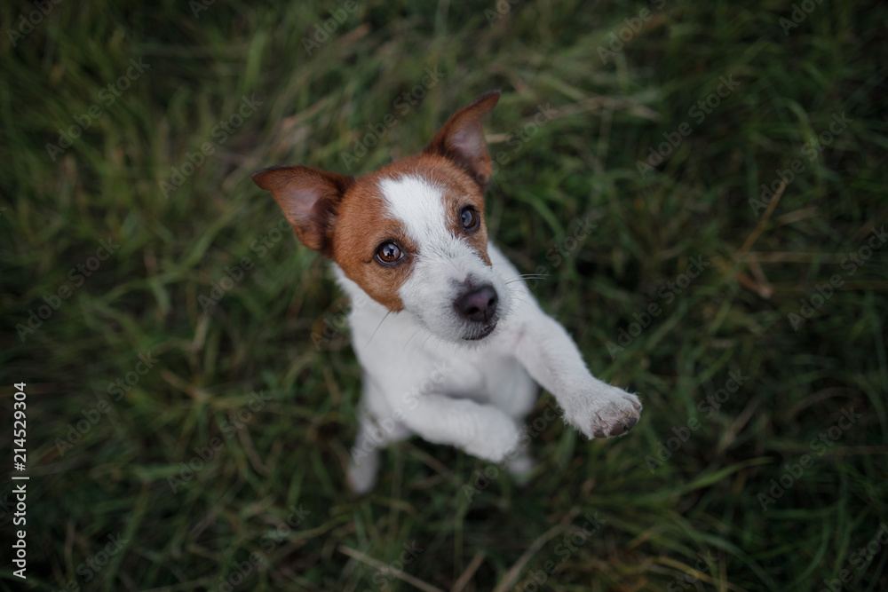 funny dog in the grass outside. Pet jack russell terrier on vacation