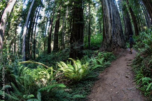 Trail Through Forest in Redwood National Park, California