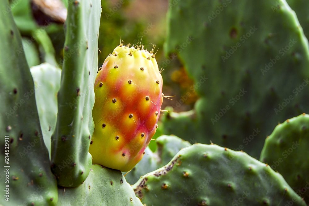 Bodrum, Turkey, 25 October 2010: Opuntia Ficus Indica Cactus, Village of Dagbelen Bodrum, Turkey, 25 October 2010: Opuntia Ficus Indica Cactus, Village of Dagbelen