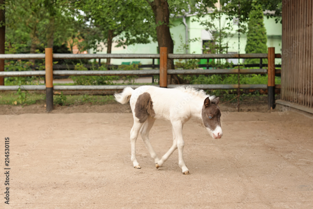 Beautiful baby horse in zoological garden. Wild animal