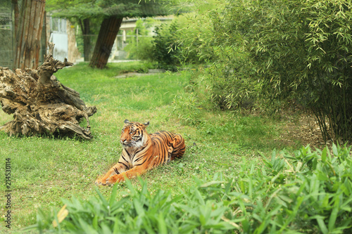 Beautiful tiger lying on grass in zoological garden