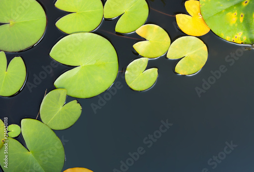 Beautiful pond with waterlily leaves, top view