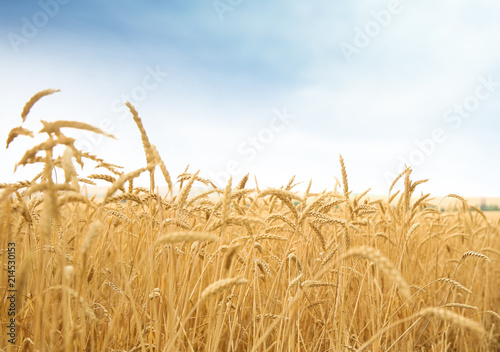 Wheat grain field on sunny day. Cereal farming