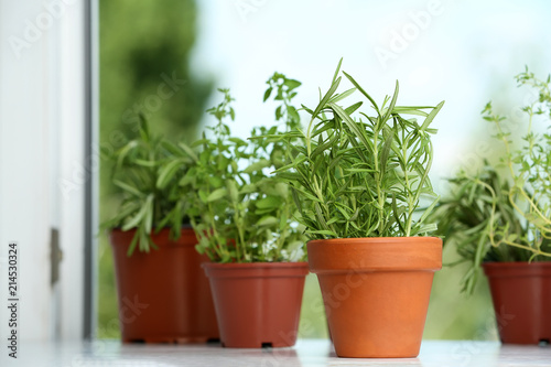 Pots with fresh rosemary on window sill