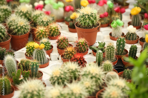 Pots with beautiful cacti, closeup. Tropical flowers