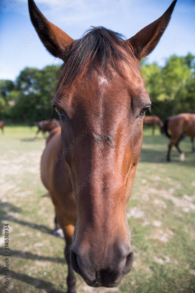 Obraz premium Funny horse on the meadow at animal shelter looking at camera.
