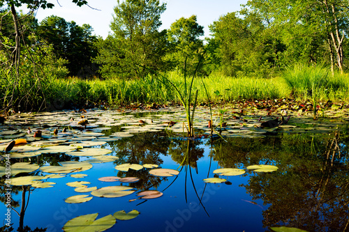 Pond in the Pine Barrens photo