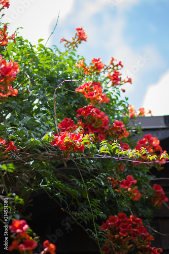 Orange Trumpet Flower Vine