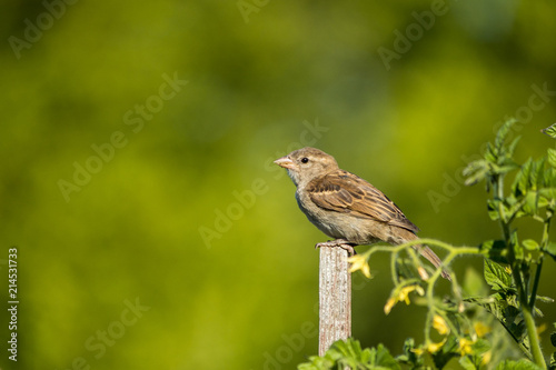 female sparrow standing on the wooden stick under the sun with creamy green background