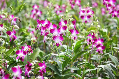 pile of orchid flower in orchid garden