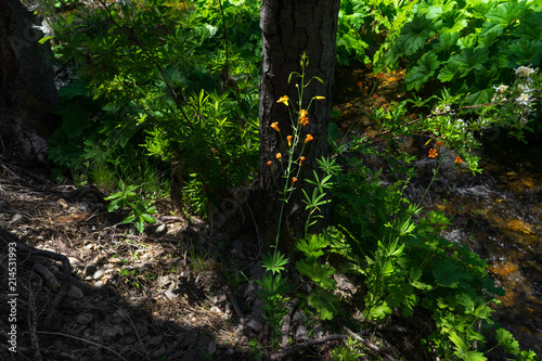 Beautiful Orange  Wildflower Along Shady Yosemite Creek, Known as Alpine Lily