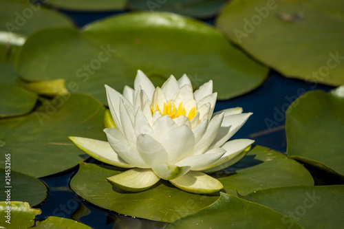 one white water lily on the big round leaves under the sun in the pond